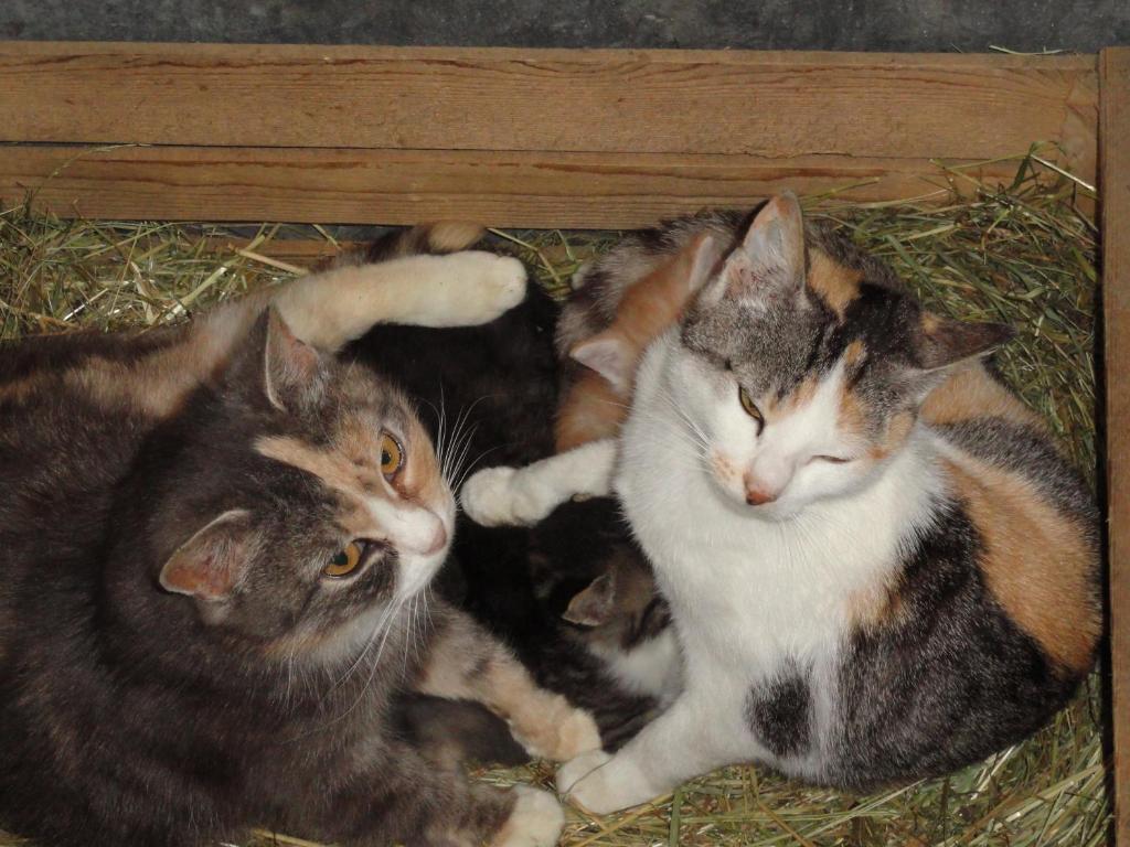 Baby- Und Kinderhof Aicherbauer Seeham Luaran gambar